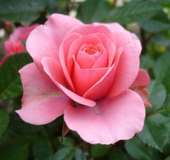 Розы Эфирное Масло (Крым) Абсолю, 5 мл